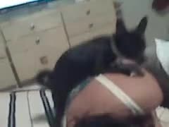 A brunette who loves beastiality is being fucked by a black dog.